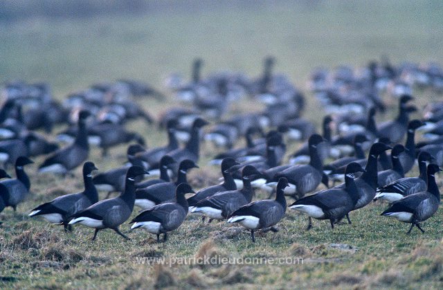 Brent Goose (Branta bernicla) - Bernache cravant - 20529