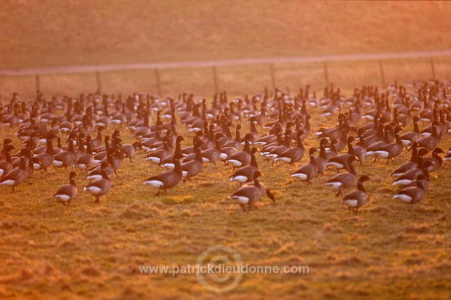 Brent Goose (Branta bernicla) - Bernache cravant - 20530