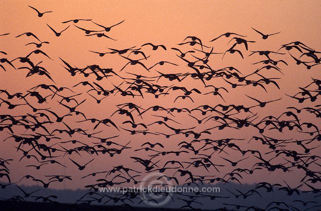 Brent Goose (Branta bernicla) - Bernache cravant - 20533