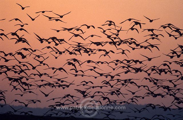 Brent Goose (Branta bernicla) - Bernache cravant - 20533