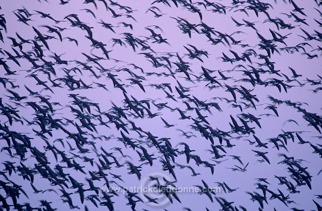 Brent Goose (Branta bernicla) - Bernache cravant - 20534