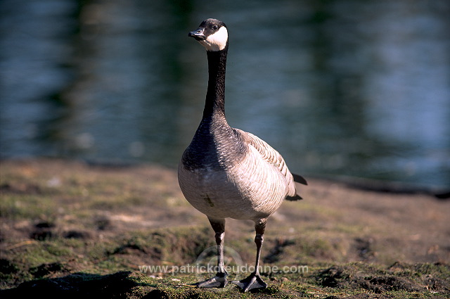 Canada Goose (Branta canadensis) - Bernache du Canada - 20535