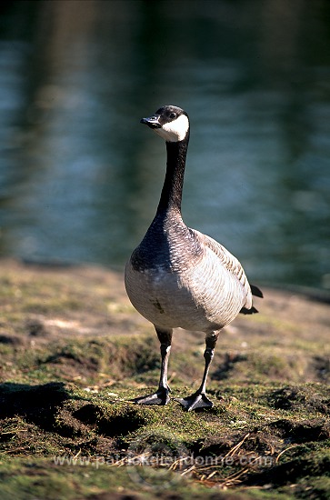 Canada Goose (Branta canadensis) - Bernache du Canada - 20536