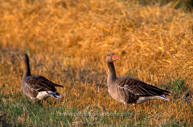 Greylag Goose (Anser anser) - Oie cendree - 20537