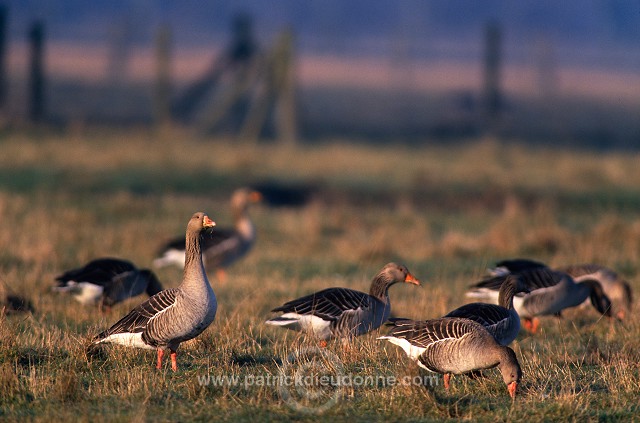 Greylag Goose (Anser anser) - Oie cendree - 20540