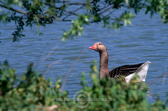 Greylag Goose (Anser anser) - Oie cendree - 20541