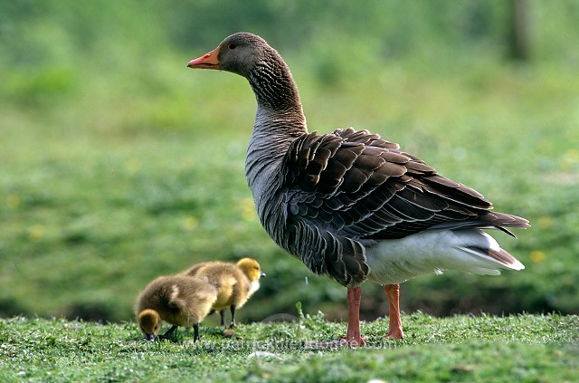 Greylag Goose (Anser anser) - Oie cendree - 20542