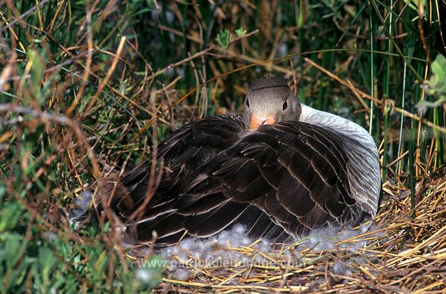 Greylag Goose (Anser anser) - Oie cendree - 20543