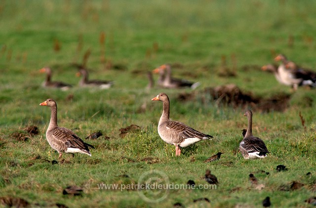 Greylag Goose (Anser anser) - Oie cendree - 20544