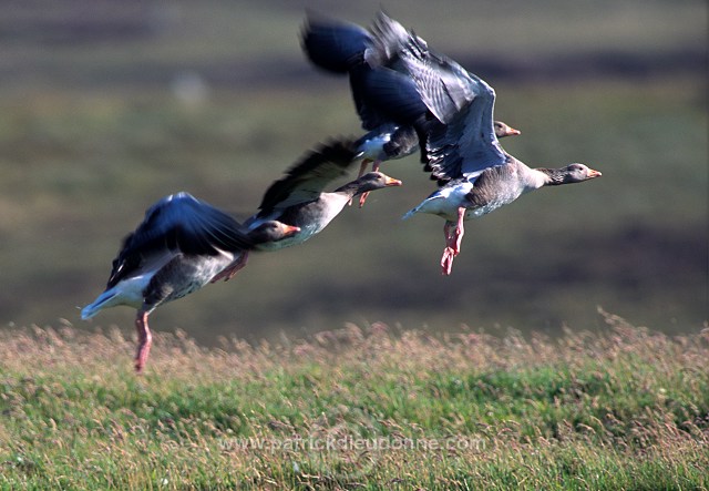 Greylag Goose (Anser anser) - Oie cendree - 20545