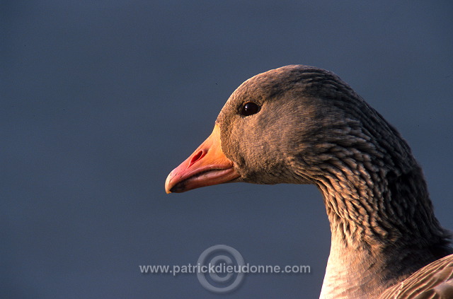 Greylag Goose (Anser anser) - Oie cendree - 20546