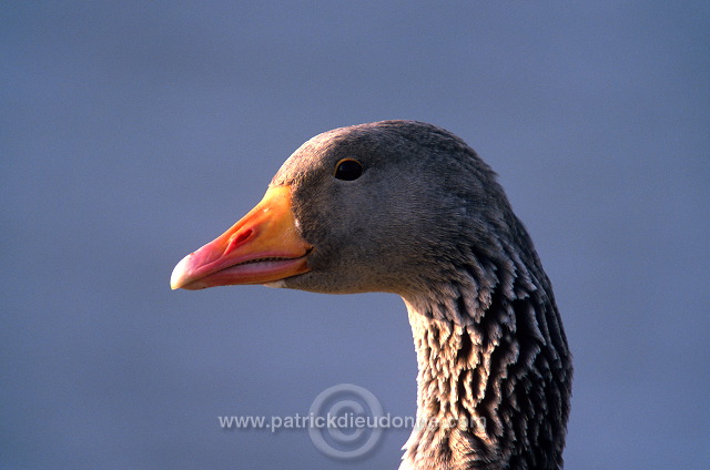 Greylag Goose (Anser anser) - Oie cendree - 20547