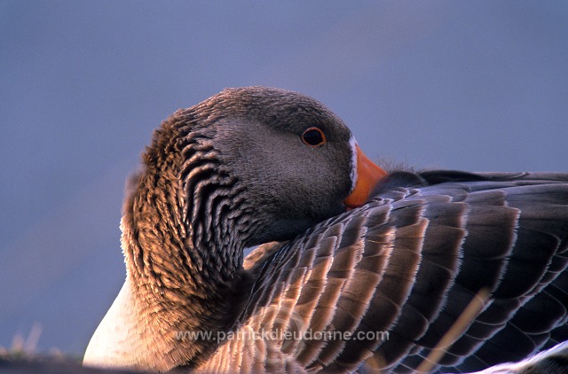 Greylag Goose (Anser anser) - Oie cendree - 20548