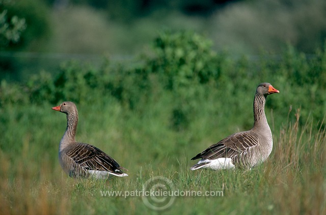 Greylag Goose (Anser anser) - Oie cendree - 20549