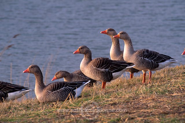 Greylag Goose (Anser anser) - Oie cendree - 20550