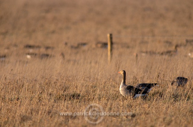 Greylag Goose (Anser anser) - Oie cendree - 20551