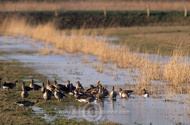 Greylag Goose (Anser anser) - Oie cendree - 20552