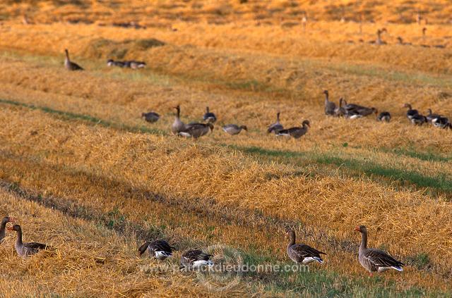 Greylag Goose (Anser anser) - Oie cendree - 20554