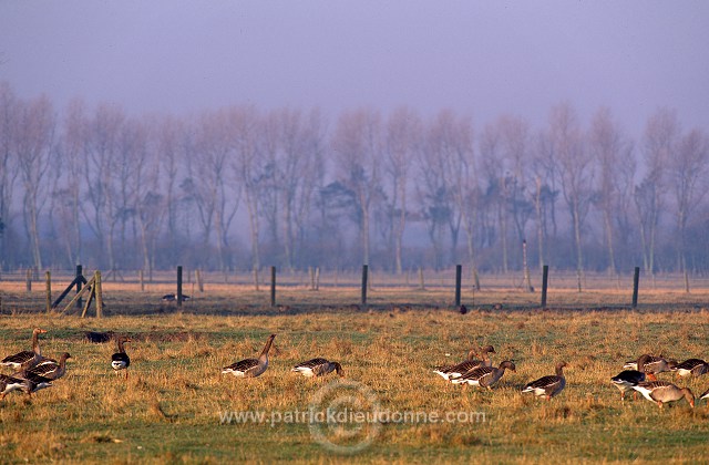 Greylag Goose (Anser anser) - Oie cendree - 20555