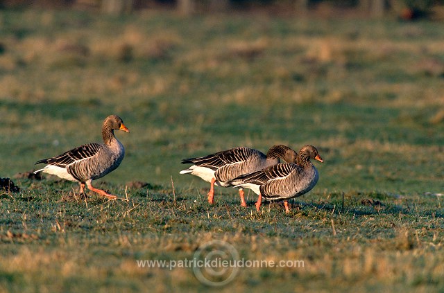 Greylag Goose (Anser anser) - Oie cendree - 20556