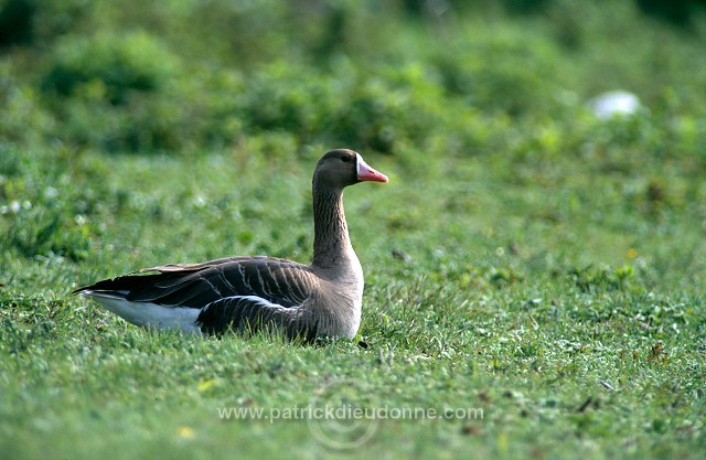 White-fronted Goose (Anser albifrons) - Oie rieuse - 20557