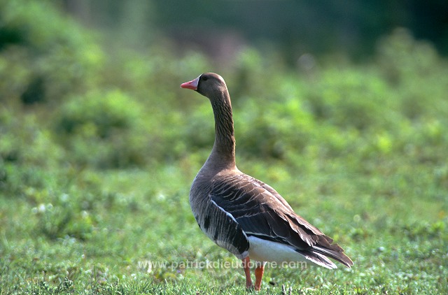 White-fronted Goose (Anser albifrons) - Oie rieuse - 20558