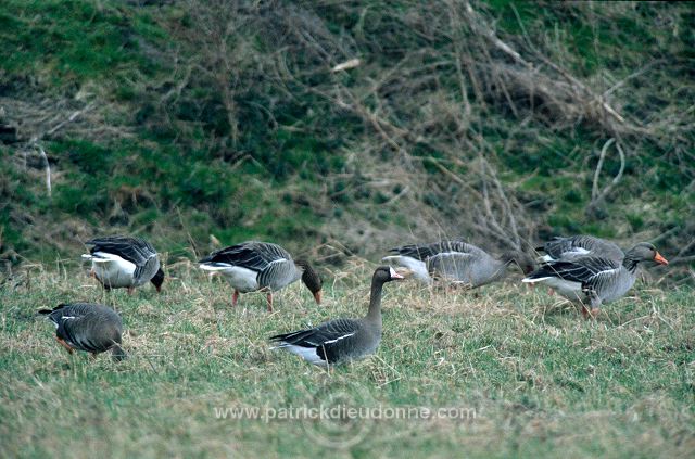 White-fronted Goose (Anser albifrons) - Oie rieuse - 20560