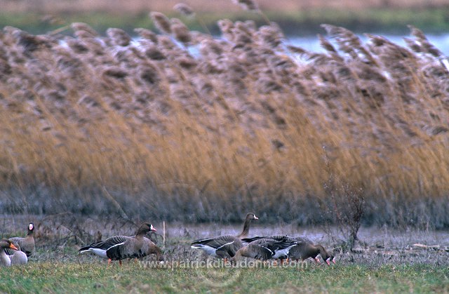 White-fronted Goose (Anser albifrons) - Oie rieuse - 20561