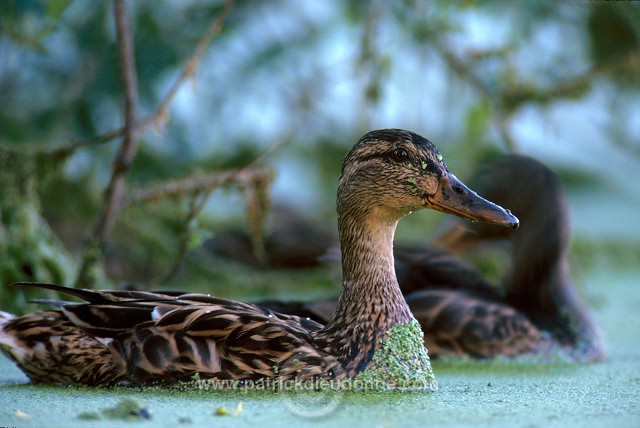 Mallard (Anas platyrhynchos) - Canard colvert - 20562