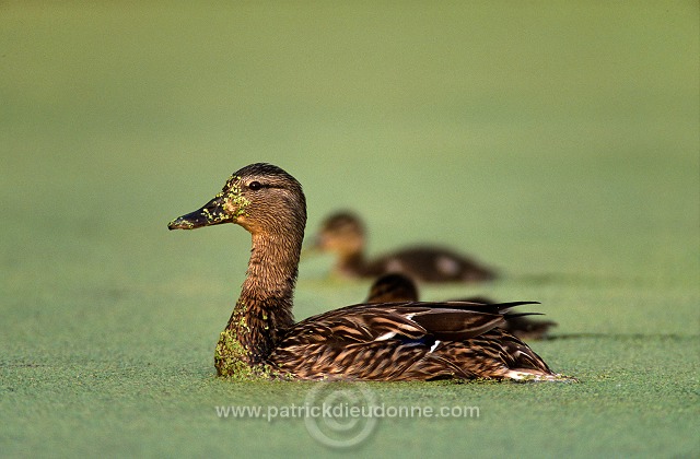 Mallard (Anas platyrhynchos) - Canard colvert - 20563