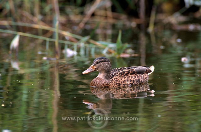 Mallard (Anas platyrhynchos) - Canard colvert - 20565