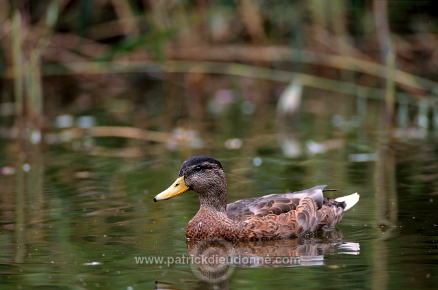 Mallard (Anas platyrhynchos) - Canard colvert - 20566