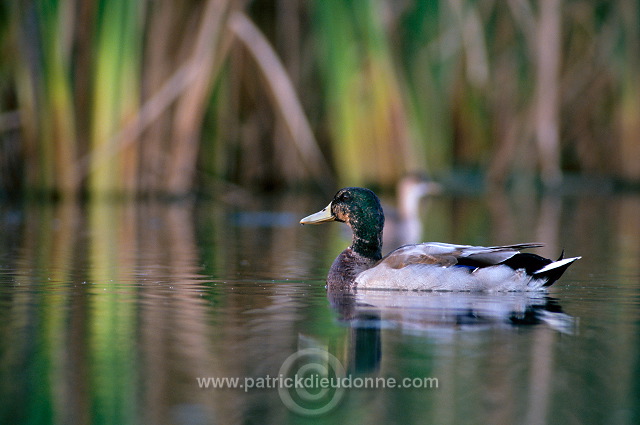 Mallard (Anas platyrhynchos) - Canard colvert - 20567