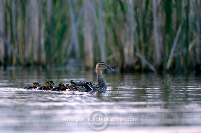 Mallard (Anas platyrhynchos) - Canard colvert - 20568