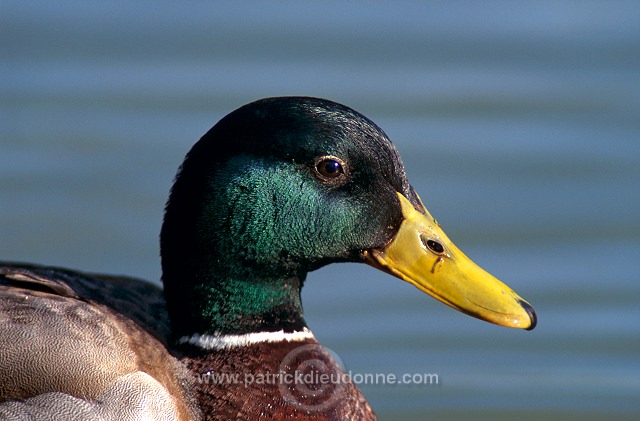 Mallard (Anas platyrhynchos) - Canard colvert - 20569