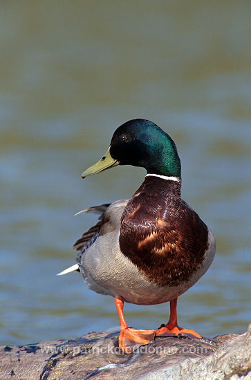 Mallard (Anas platyrhynchos) - Canard colvert - 20570