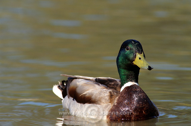 Mallard (Anas platyrhynchos) - Canard colvert - 20571