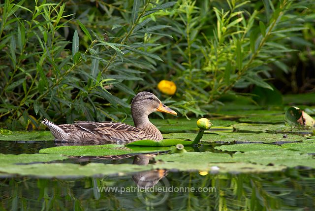 Mallard (Anas platyrhynchos) - Canard colvert - 20572