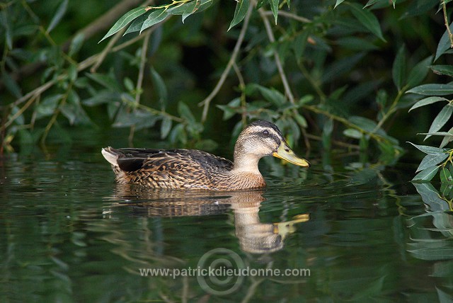 Mallard (Anas platyrhynchos) - Canard colvert - 20573