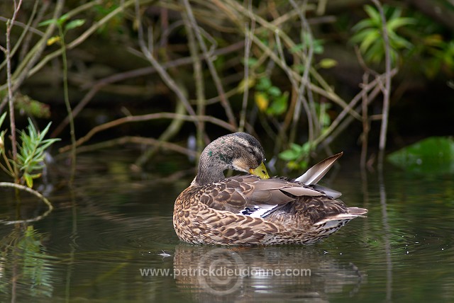 Mallard (Anas platyrhynchos) - Canard colvert - 20574