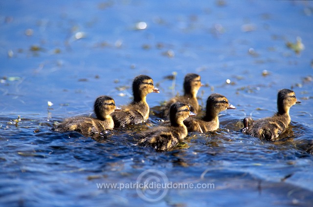 Mallard (Anas platyrhynchos) - Canard colvert - 20575