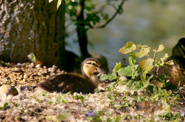 Mallard (Anas platyrhynchos) - Canard colvert - 20576