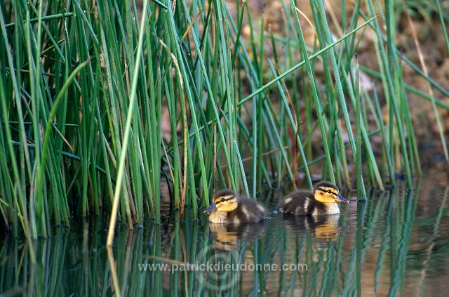 Mallard (Anas platyrhynchos) - Canard colvert - 20577