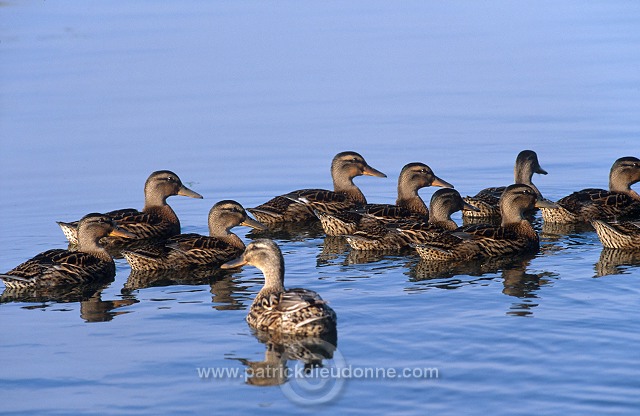 Mallard (Anas platyrhynchos) - Canard colvert - 20578