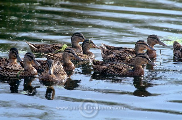 Mallard (Anas platyrhynchos) - Canard colvert - 20579