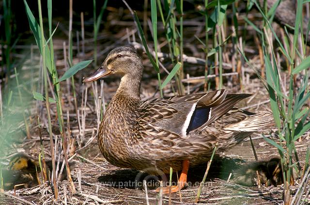 Mallard (Anas platyrhynchos) - Canard colvert - 20580