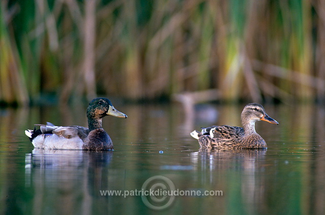 Mallard (Anas platyrhynchos) - Canard colvert - 20581