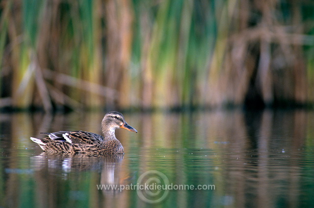 Mallard (Anas platyrhynchos) - Canard colvert - 20582