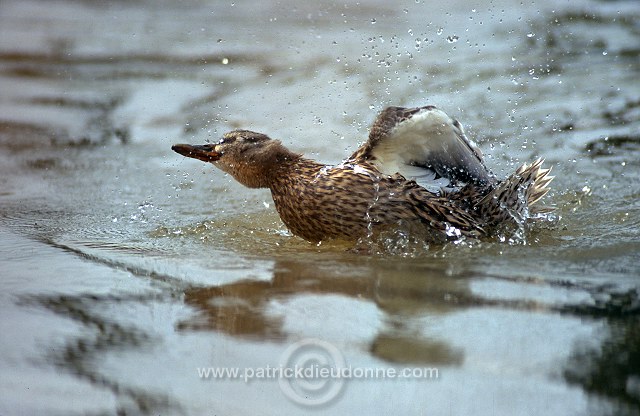 Mallard (Anas platyrhynchos) - Canard colvert - 20583