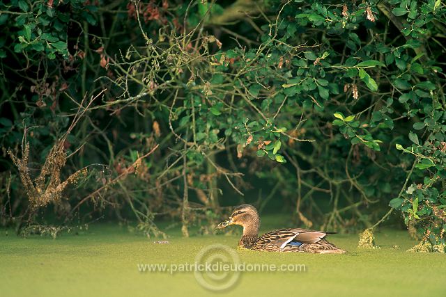 Mallard (Anas platyrhynchos) - Canard colvert - 20584